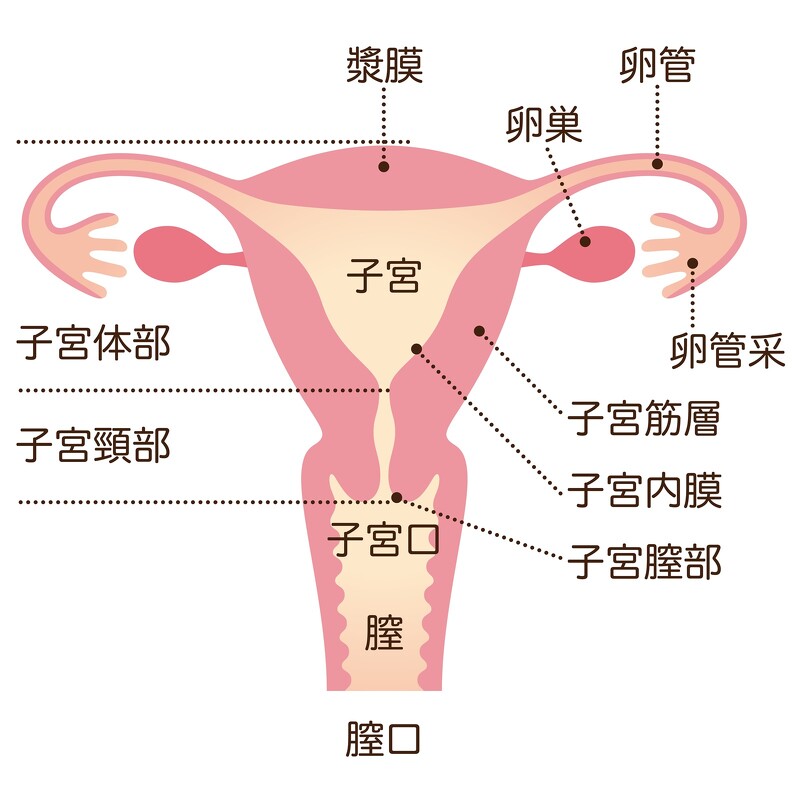 抽菸跟煮飯都會導致患癌機率提升 那些子宮教我的事 告訴你專業預防子宮頸癌 Marie Claire 美麗佳人