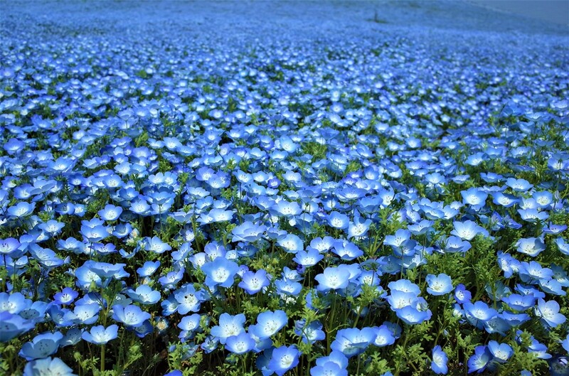Miku玩日本 櫻花季後接棒的是450萬株仙藍色粉蝶花海 來去茨城縣國營常陸海濱公園一日遊 Marie Claire 美麗佳人