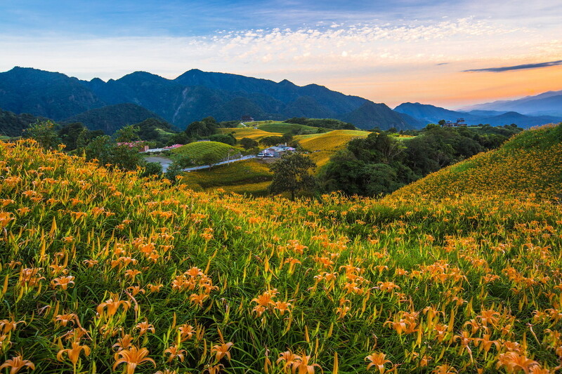 玩咖懶人包 19夏季賞花全攻略 蓮花 金針花季接力盛開 5大夢幻景點總整理 Marie Claire 美麗佳人