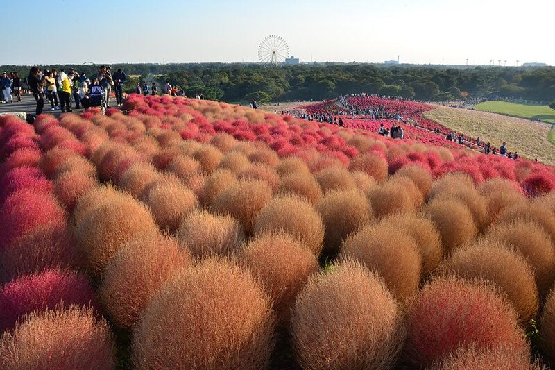 Miku玩日本 秋天不只賞楓 初秋到日本就該看 掃帚草 3萬株圓滾滾波波草太療癒 鄰近還有海上咖啡廳sea Birds Cafe Marie Claire 美麗佳人