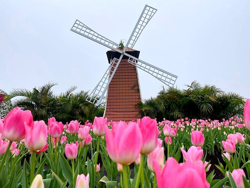 夢幻鬱金香花海就在台灣 中社觀光花市 30萬株花朵成繽紛花毯 彷彿一秒置身荷蘭 Marie Claire 美麗佳人