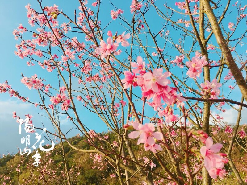 花都開好了 陽明山花季 粉嫩櫻花已開7成 賞花資訊 交通懶人包全在這一篇 Marie Claire 美麗佳人