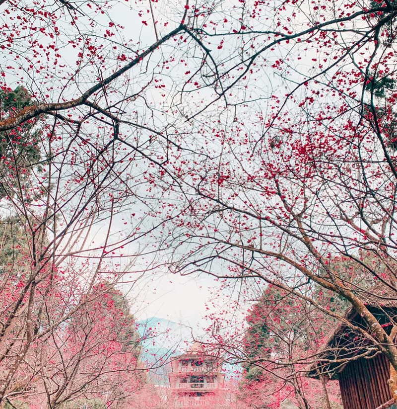 圖片來源:IG @lynn50520