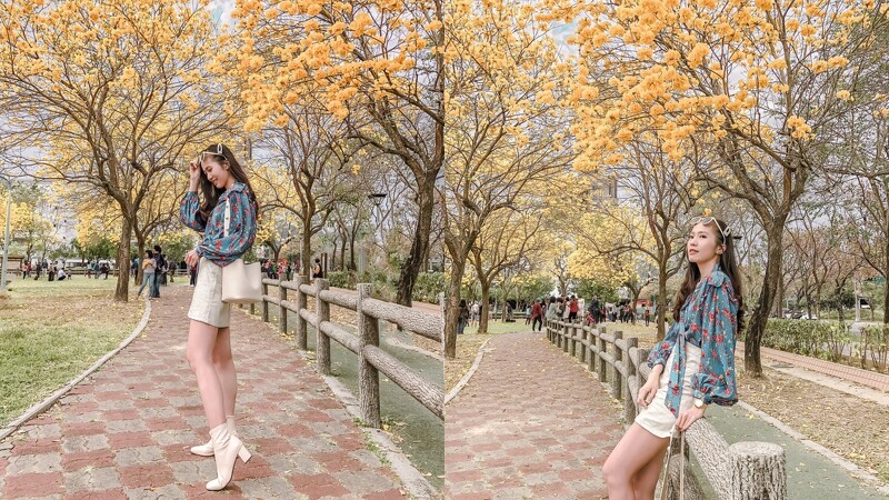 黃花風鈴木大爆發 台中22大盛開地點無私公開 必衝 最美公園 欣賞金黃色的浪漫 Marie Claire 美麗佳人