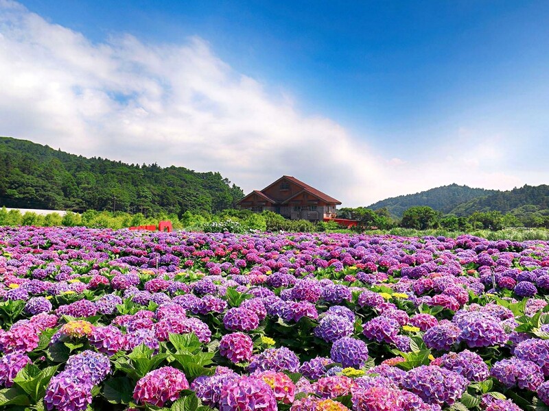 陽明山海芋季 提前盛開 竹子湖變身白色花海狂噴仙氣 採海芋方法 交通資訊總整理 Marie Claire 美麗佳人