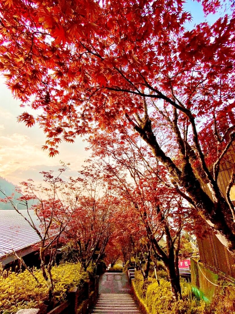 2023台灣、日本賞楓葉景點-9大中部秘境賞楓時間11月最佳季節