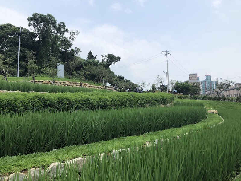 全台首座梯田公園！桃園「大有梯田生態公園」三大區域超好玩，戶外 