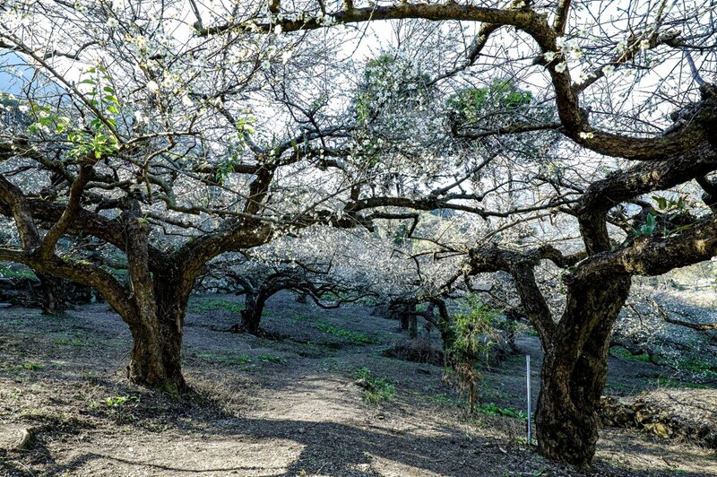 南投梅花夢幻盛開中 在地人推薦5大私房賞梅景點 快走進 雪白隧道 飽覽最美冬季畫面 Marie Claire 美麗佳人