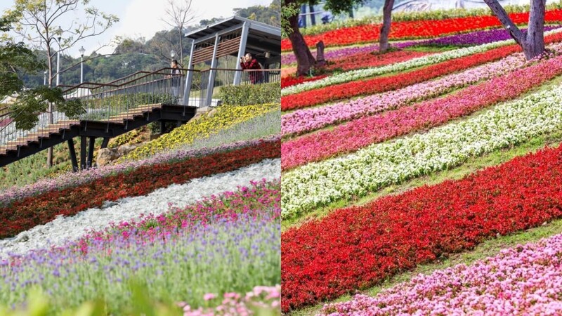 21大台北花海旅遊懶人包 6大賞花景點公開 浪漫櫻花 波斯菊 台版富良野 美照拍不完 Marie Claire 美麗佳人