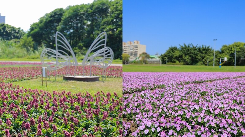 超浪漫 紫爆 花海來了 台北市古亭河濱13萬盆香堇菜 薰衣草盛開 鋪上春天繽紛地毯 搭公車 捷運就能到