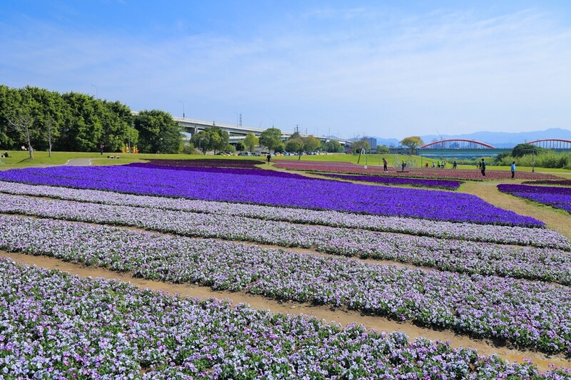 超浪漫 紫爆 花海來了 台北市古亭河濱13萬盆香堇菜 薰衣草盛開 鋪上春天繽紛地毯 搭公車 捷運就能到