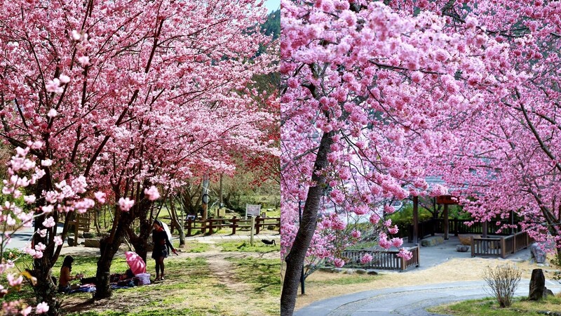 2021全台賞花懶人包！粉嫩櫻花、鬱金香、木棉花、紫色花毯等10大初春花海正盛開，週末放假快衝一波| Marie Claire 美麗佳人