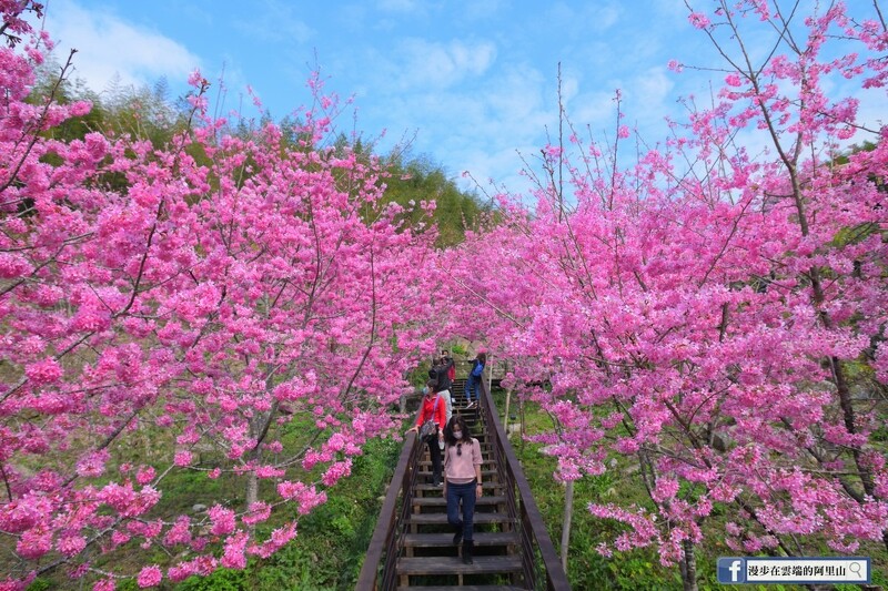 21阿里山櫻花季粉嫩登場 破種櫻花綻放山頭 八大賞花景點曝光 交通管制日期 時段 人數一次看 Marie Claire 美麗佳人