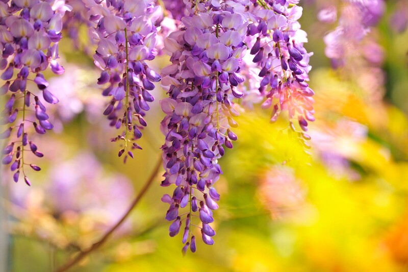 嘉義變身夢幻紫色山城 21瑞里紫藤花季 公布26大最佳賞花景點 紛紛吹起浪漫風暴 只限時一個月 Marie Claire 美麗佳人