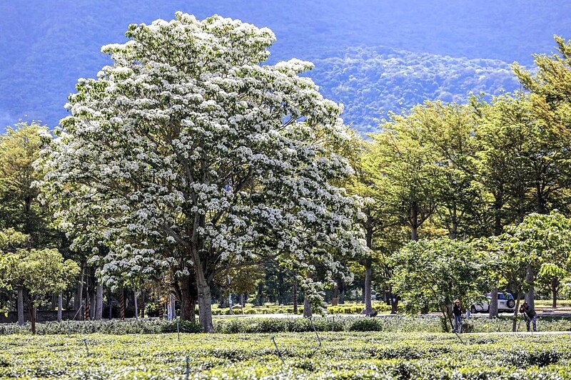 21油桐花季浪漫紛飛 全台8大賞花景點懶人包 欣賞漫天五月雪飄落 彷彿置身電影場景 Marie Claire 美麗佳人