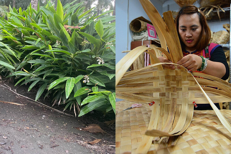 左為月桃葉,右為桃布里文化創作空間的編織職人—雅莉。