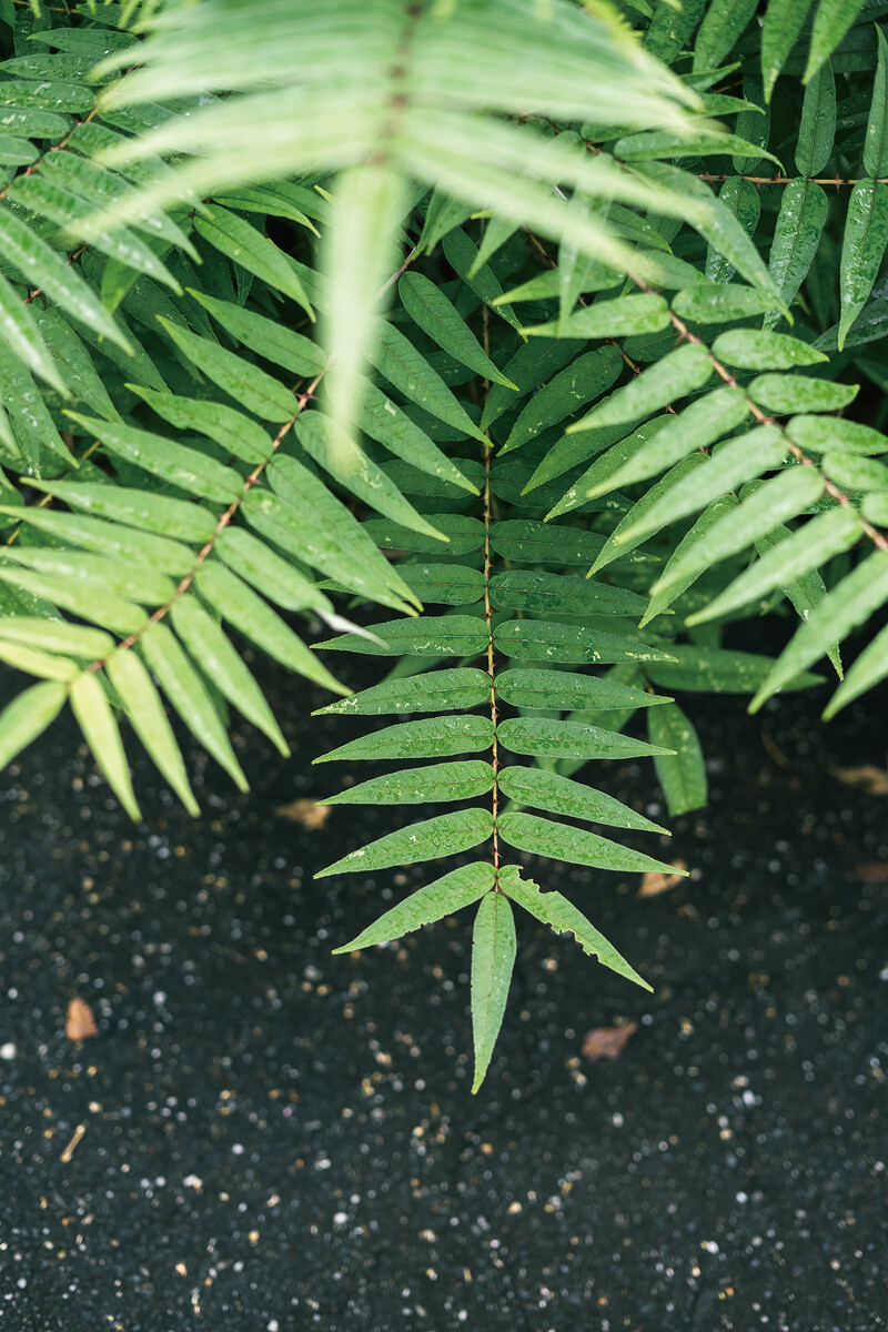 滿山遍野的植物都成了她眼中最佳素材,此為她經常使用的刺蔥,就生長在不起眼的路旁。