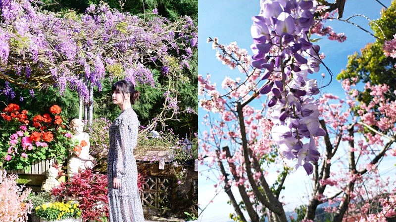 嘉義 22瑞里紫藤花季 最佳賞花點 11大瀑布步道 交通資訊懶人包