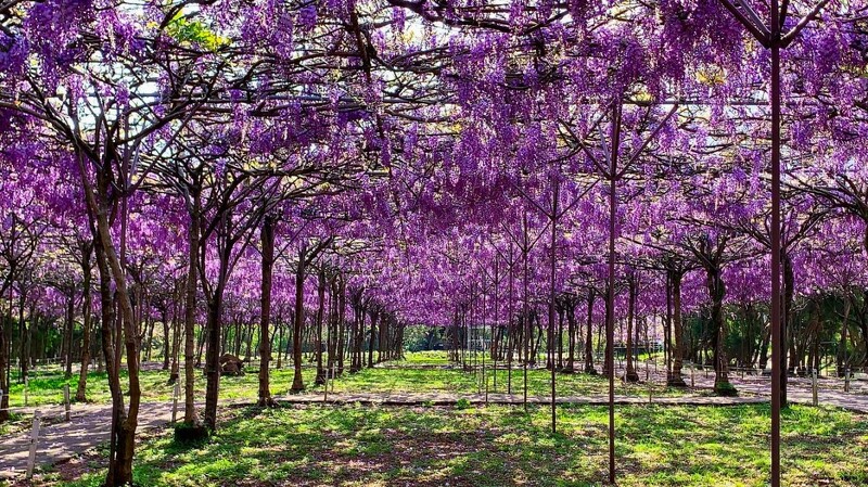 22全台最大淡水紫藤花園夢幻綻放 最佳賞花期只有18天