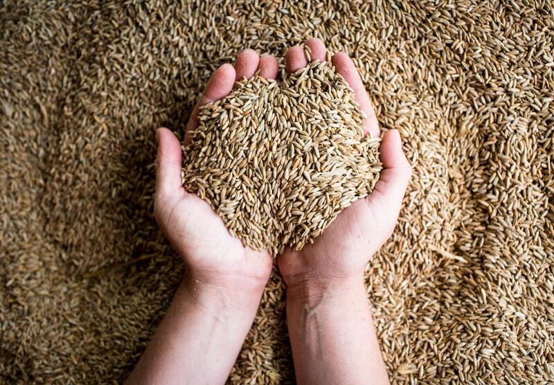 裸麥(Rye),它是一種在溫帶地區分布很廣的穀物,也能成為威士忌原料。