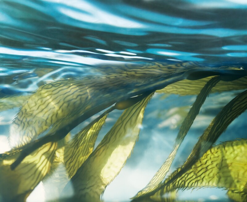 LA MER海洋拉娜用來淬鍊核心成份「奇蹟活凝金萃」的深海巨藻。