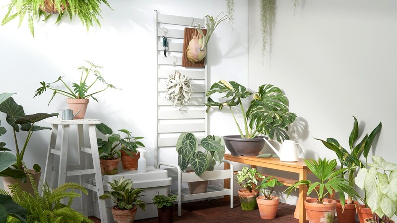 可以買到大型植栽！