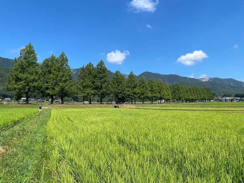 田園風景。
