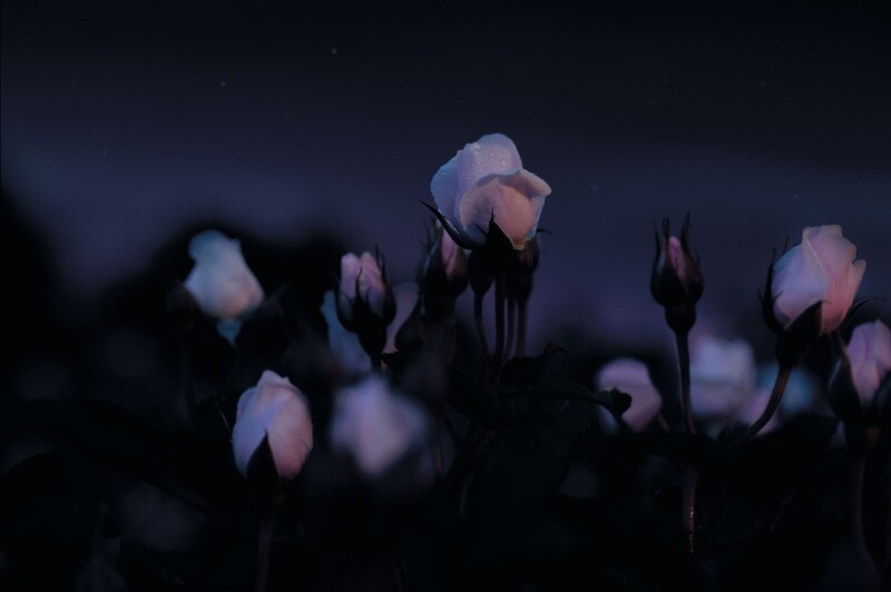 岡維拉玫瑰午夜情境照。