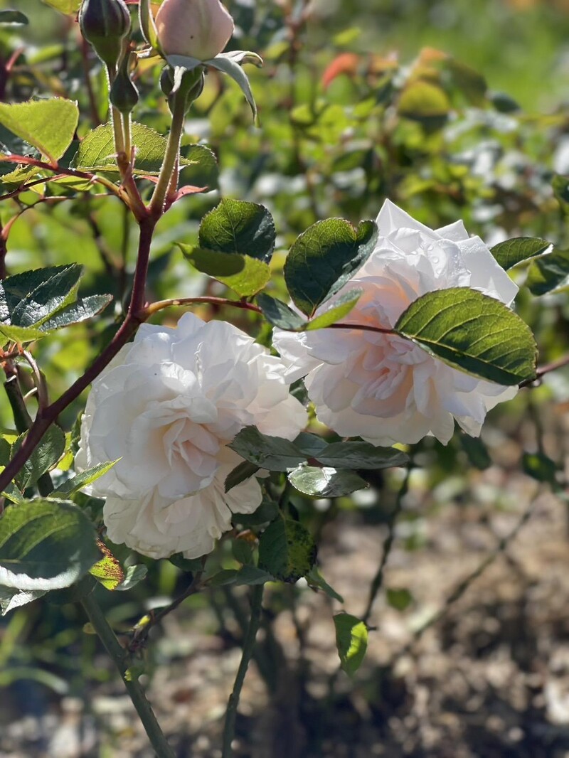 岡維拉玫瑰