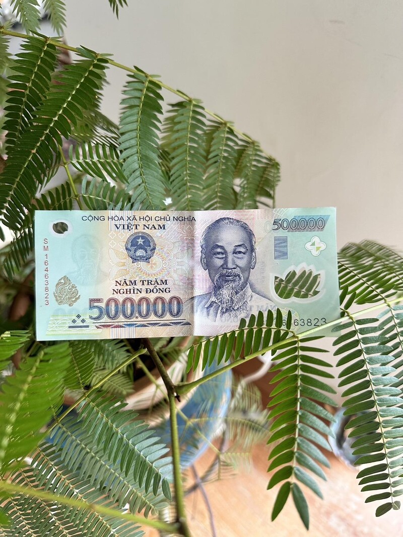 越南盾的500,000紙鈔,大約是台幣645元,在越南很容易就變成千萬富翁。