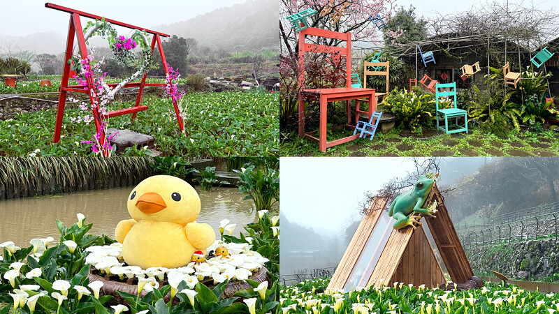 2025陽明山海芋季地景花藝