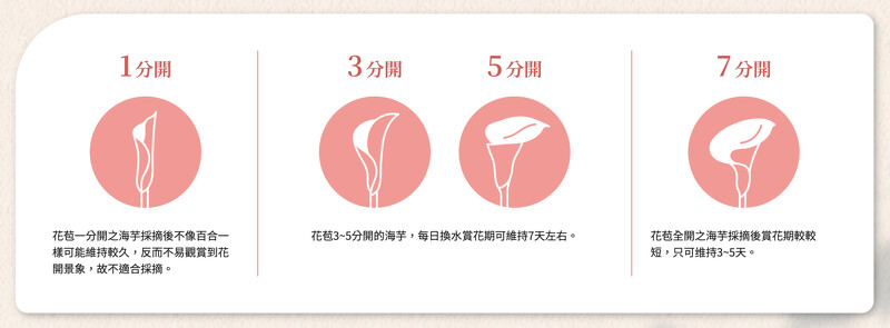 海芋照顧攻略