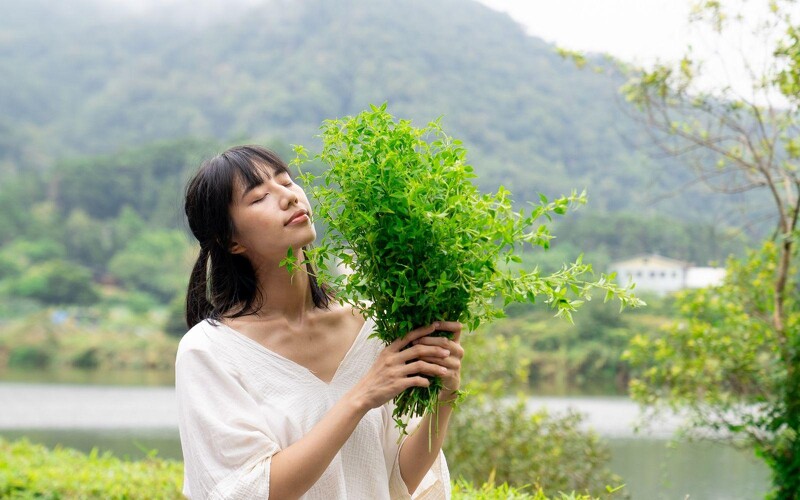 肯園發現犬香薷芳療應用多元,將成為台灣本土療癒香氣代表。