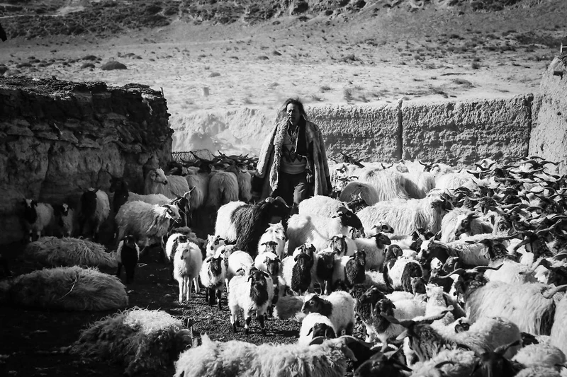 萬瑪才旦《塔洛》 萬瑪才旦《塔洛》