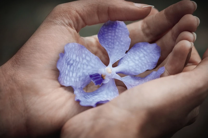 嬌蘭多年來復育的珍稀蘭花 嬌蘭多年來復育的珍稀蘭花