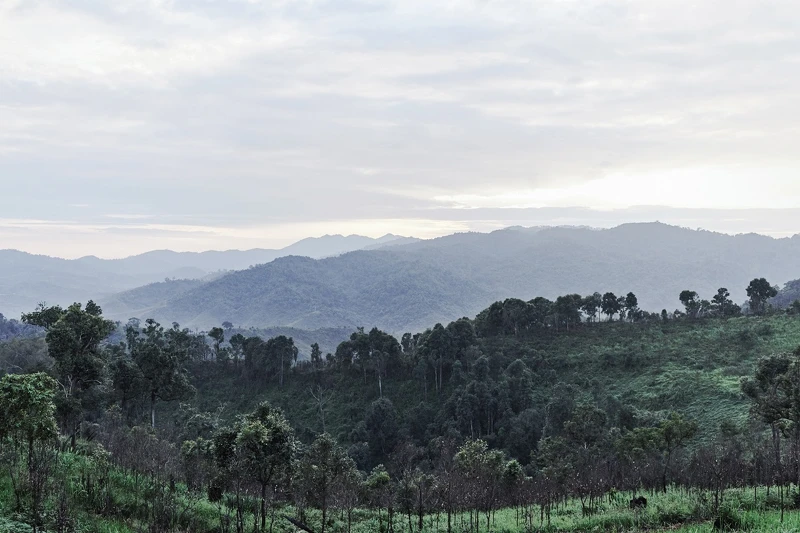 嬌蘭多年來為了復育珍稀蘭花,竟在雲南深耕多年,重建雨林生態系統並保護、復育瀕危植物 嬌蘭多年來為了復育珍稀蘭花,竟在雲南深耕多年,重建雨林生態系統並保護、復育瀕危植物
