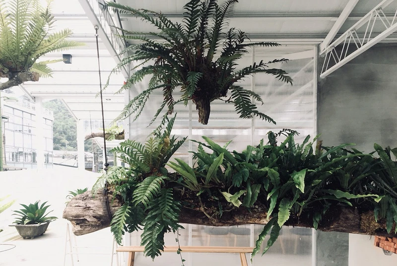 將梅山的生態重現於空氣圖書館的門口之中,讓蕨類自然的生長於樹幹之上 將梅山的生態重現於空氣圖書館的門口之中,讓蕨類自然的生長於樹幹之上