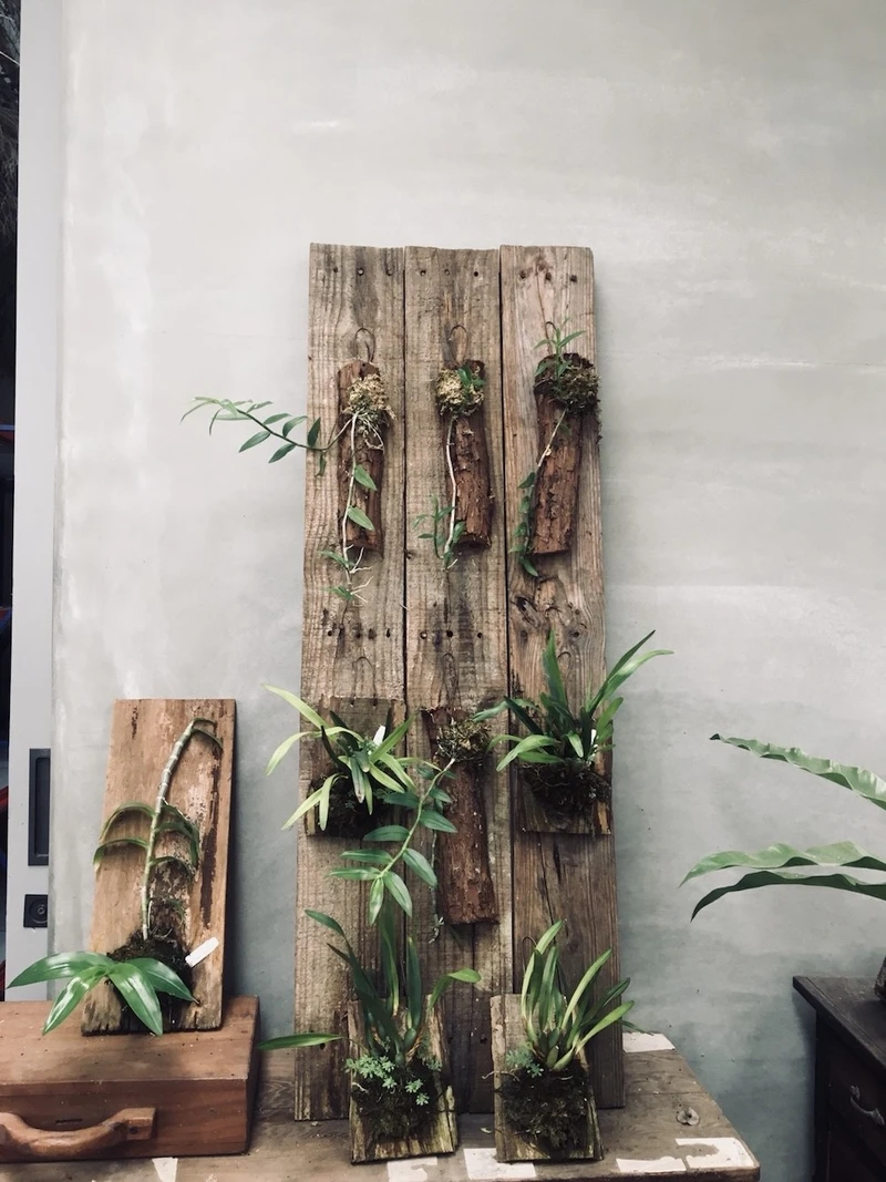 以老木塊種植蘭花,增添蘭花的樸質氣息 以老木塊種植蘭花,增添蘭花的樸質氣息