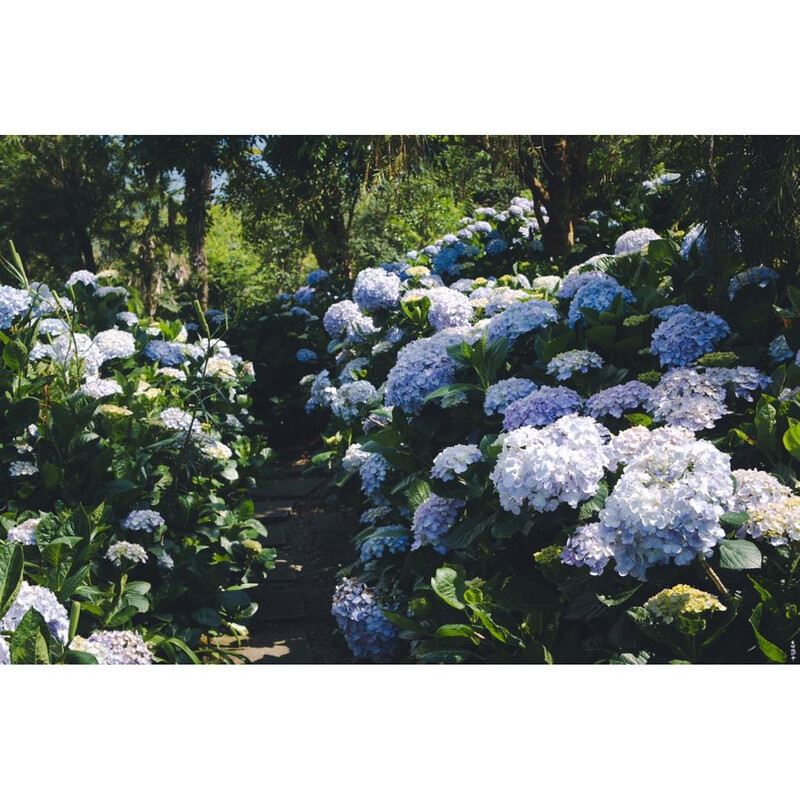 圖片來源@nttu994411 圖片來源@nttu994411