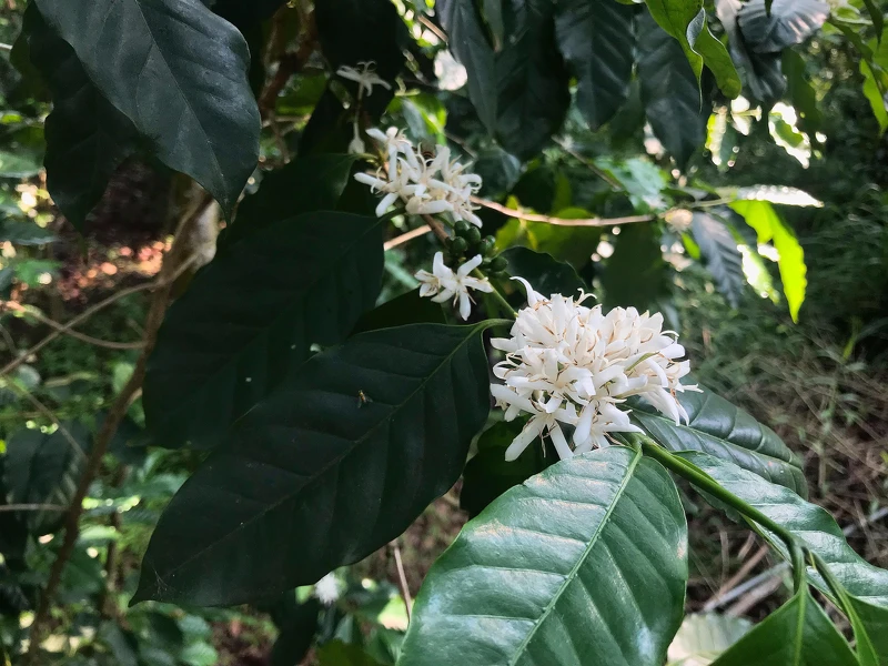 桐花公園-咖啡花 桐花公園-咖啡花