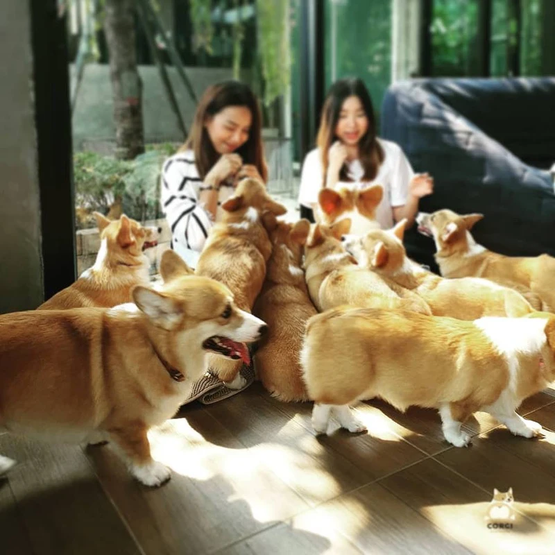 編也好想被包圍~~ 編也好想被包圍~~