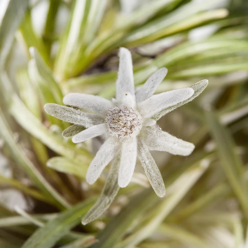 雪絨花生長於瑞士阿爾卑斯雪山之巔，在凜冽寒風、極強紫外線輻射、極寒霜凍等極端生長環境下依然燦爛綻放。