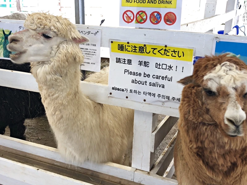 還能餵食超可愛的羊駝