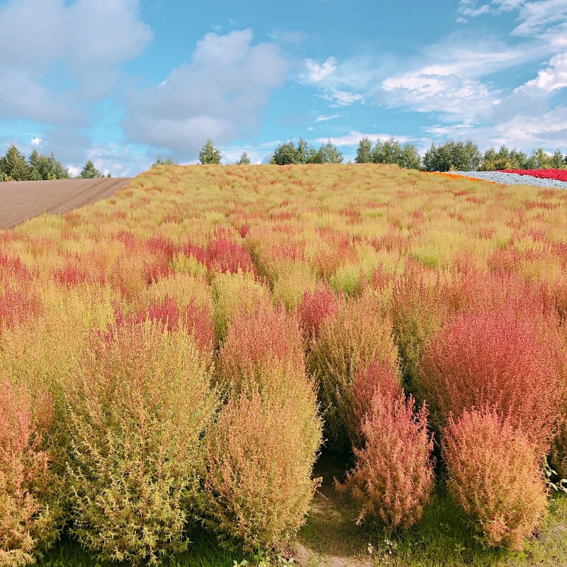 彩虹花田中間，也能看到「波波草」蹤跡！
