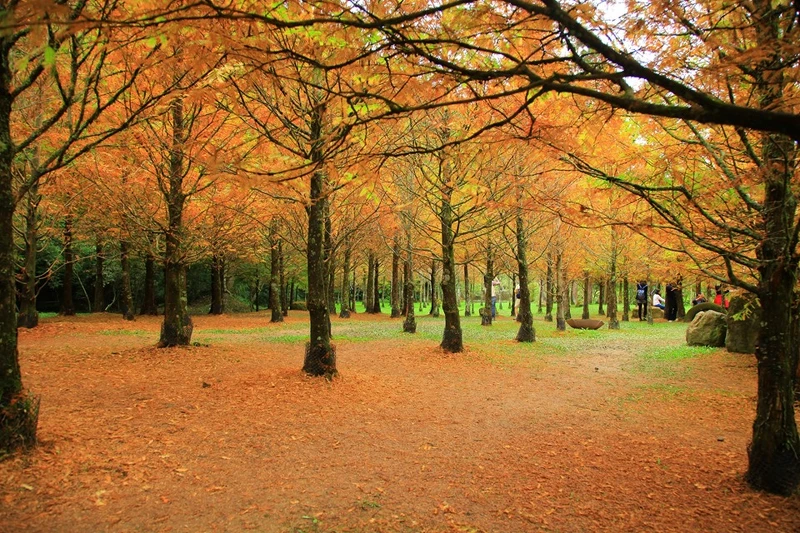 衫林溪森林聲帶度假園區裡的水杉