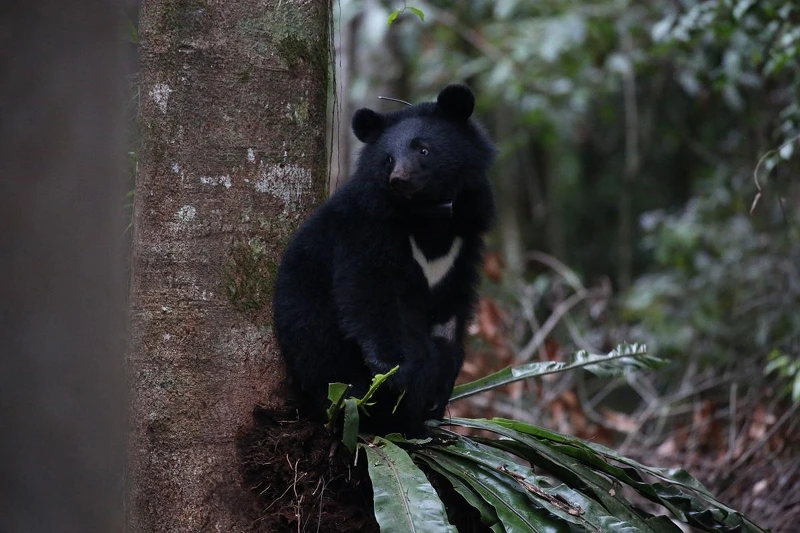 《黑熊來了》大麥影像傳播工作室提供