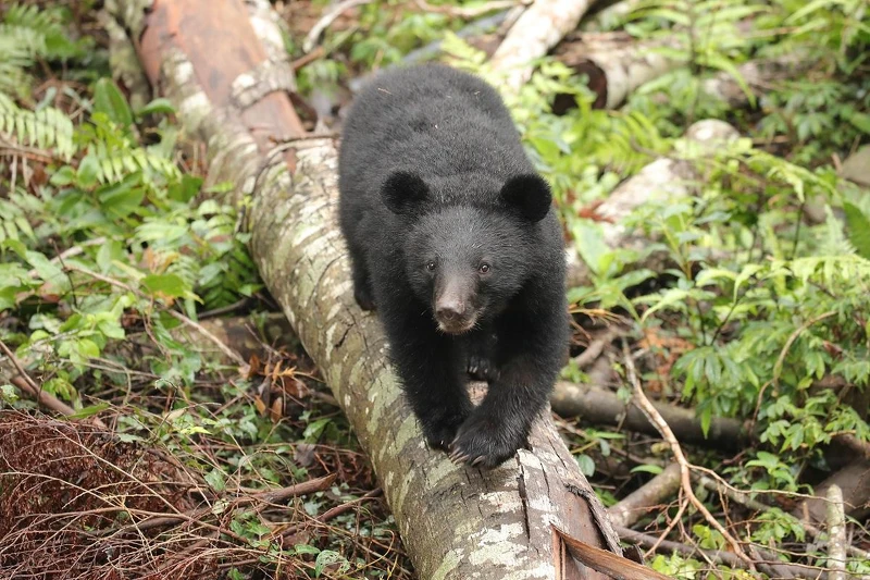 《黑熊來了》大麥影像傳播工作室提供