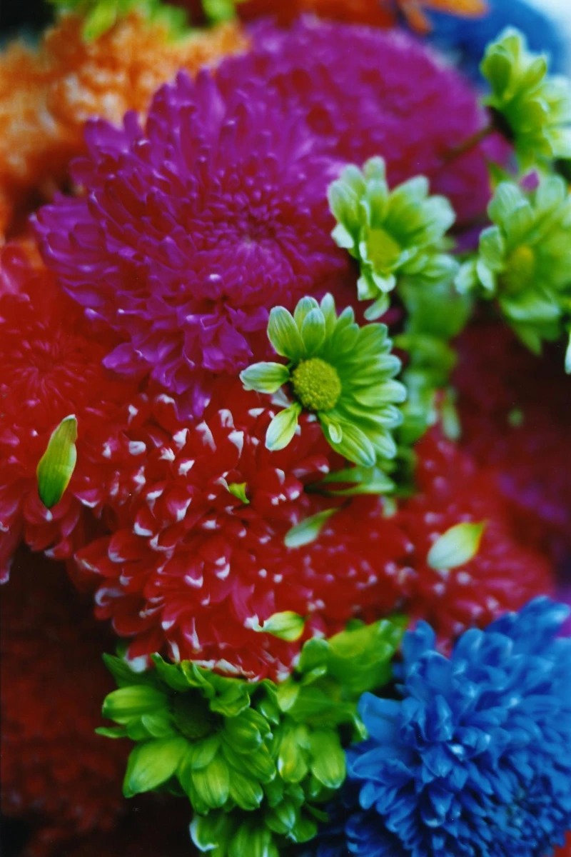 蜷川實花Mika Ninagawa, “FLOWER ADDICT”, 2009, C-print mounted on Plexiglas, 97.0 x 145.6 cm, Courtesy of the artist and Tomio Koyama Gallery.