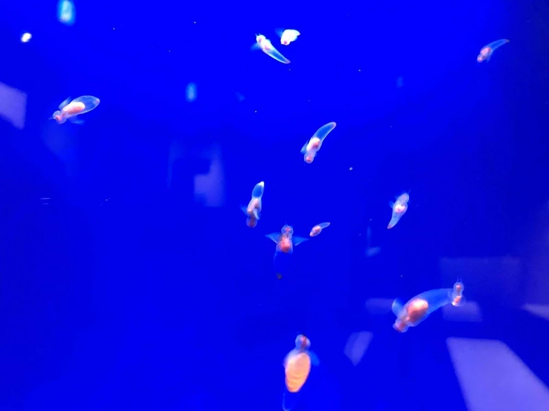 Photo/鄂霍次克流冰館官方臉書 Photo/鄂霍次克流冰館官方臉書