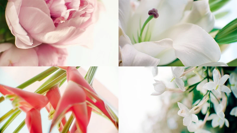 (順時鐘方向)牡丹-強韌肌底、白百合-綻放光澤、喚妍草-激活修護、茉莉-豐沛活力 (順時鐘方向)牡丹-強韌肌底、白百合-綻放光澤、喚妍草-激活修護、茉莉-豐沛活力